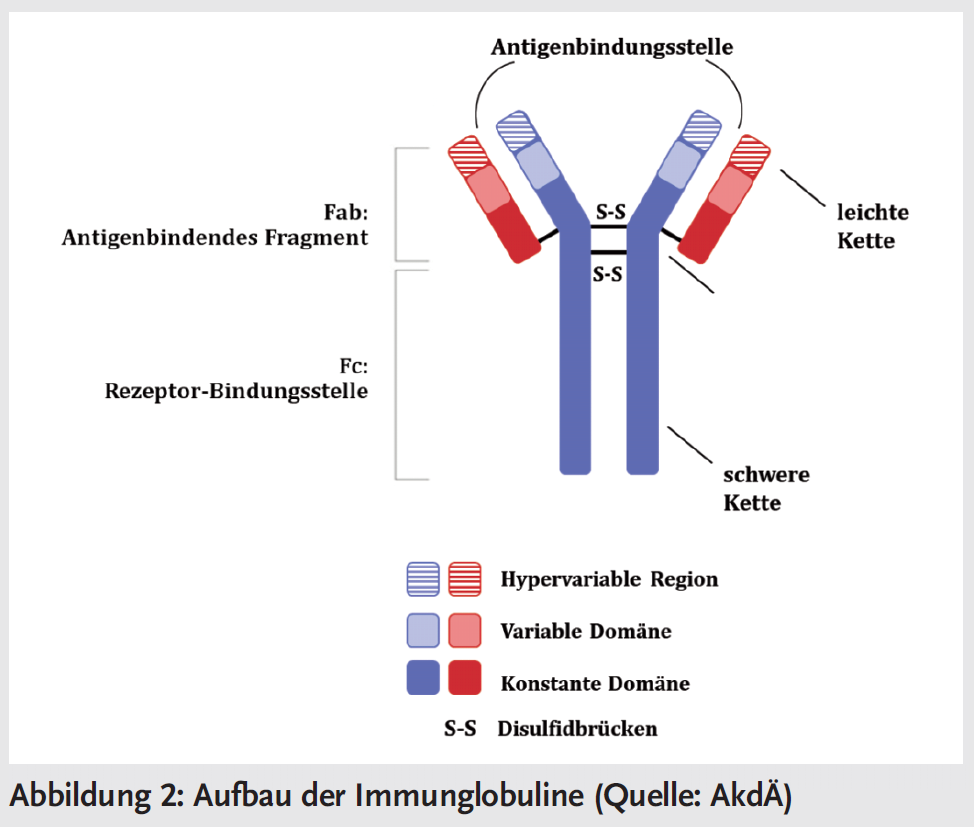 Abb. 2: Aufbau der Immunglobuline