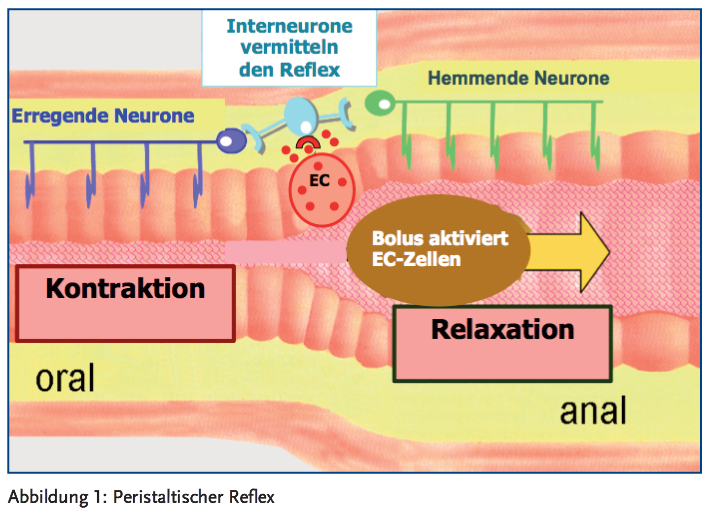 Abbildung 1: Peristaltischer Reflex