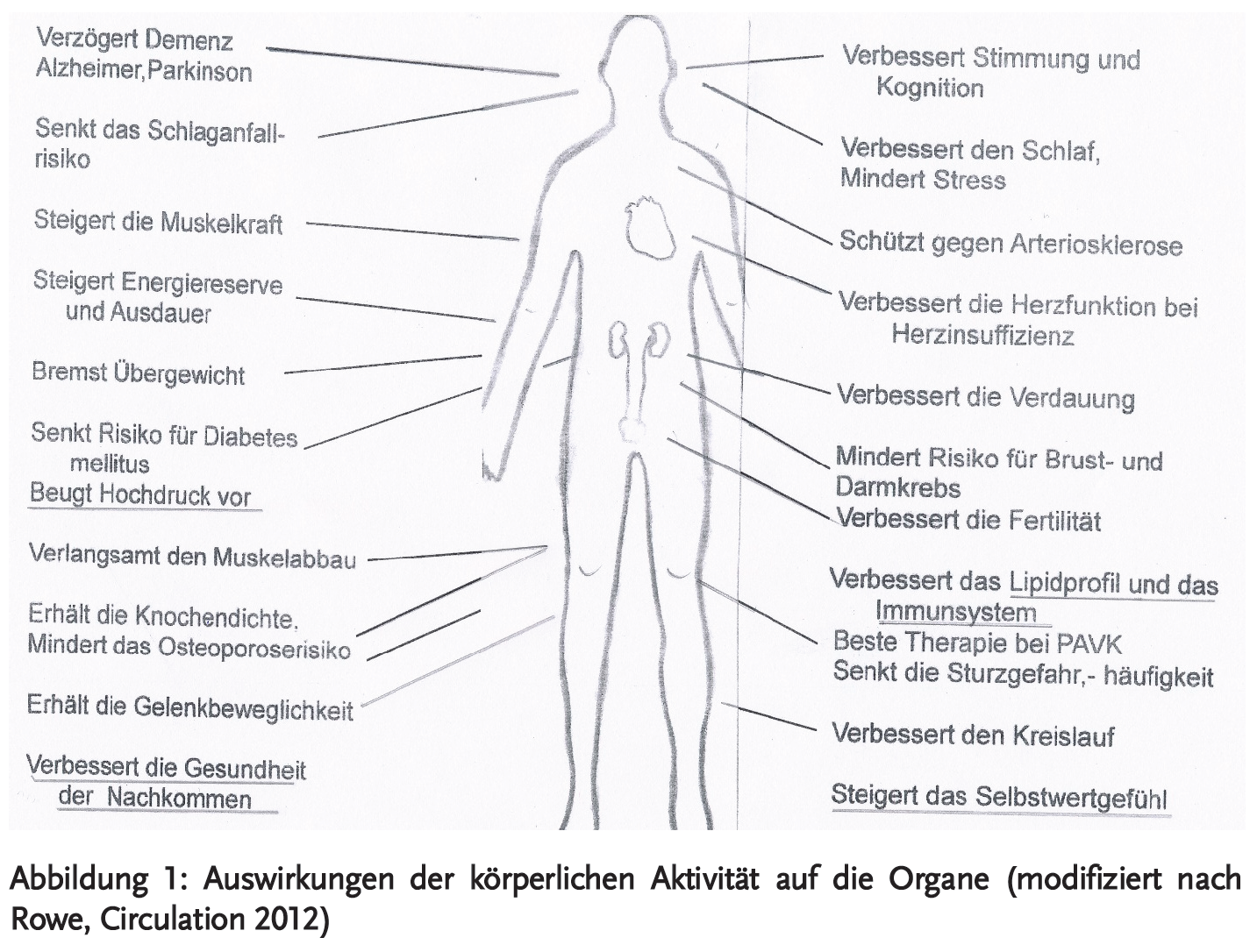 Abbildung 1: Auswirkungen der körperlichen Aktivität auf die Organe (modifiziert nach Rowe, Circulation 2012)