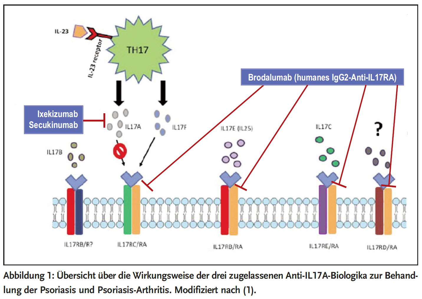 Abbildung 1: Übersicht über die Wirkungsweise der drei zugelassenen Anti-IL17A-Biologika zur Behand-</p><p>lung der Psoriasis und Psoriasis-Arthritis. Modifiziert nach (1).