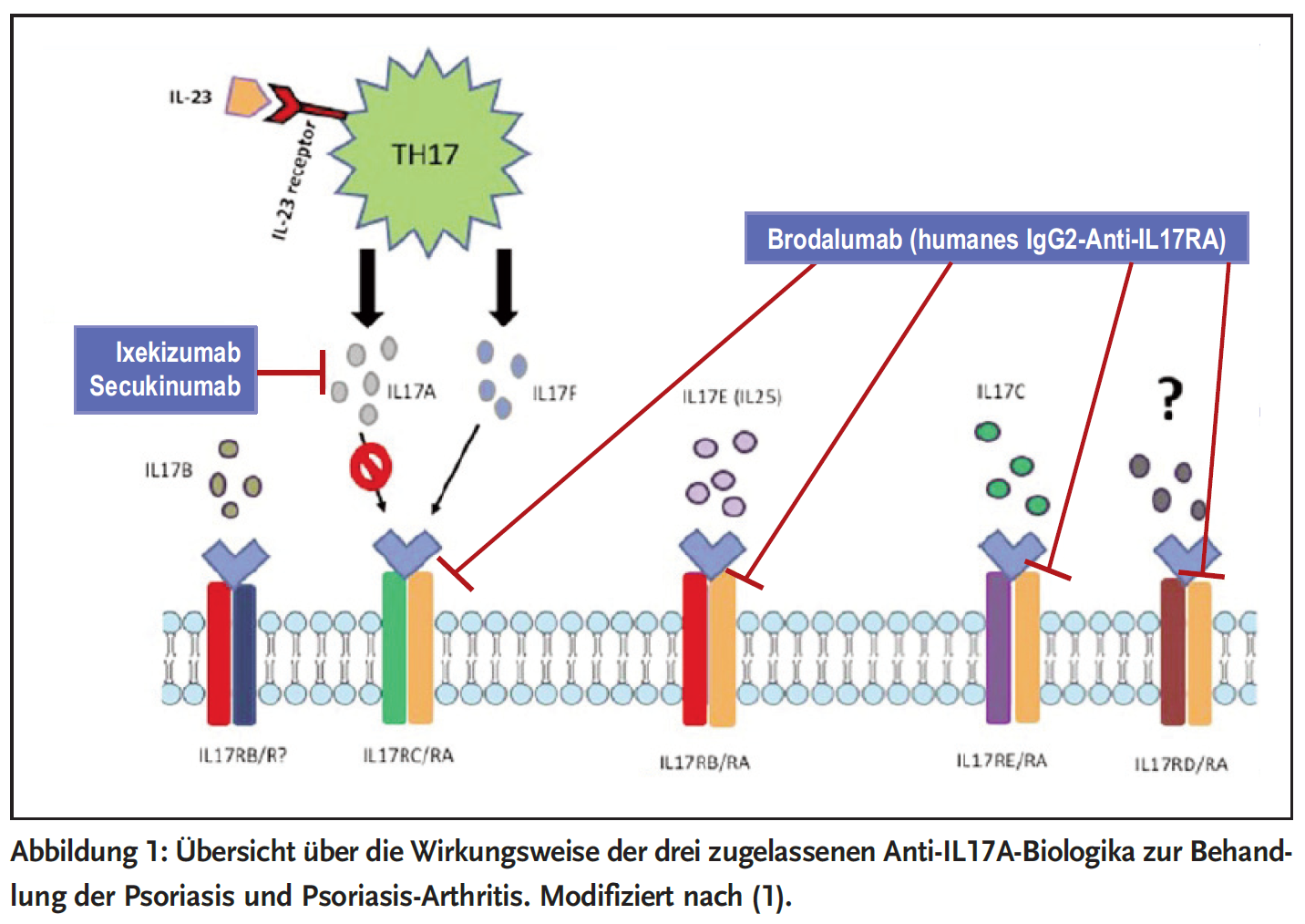 Abbildung 1: Übersicht über die Wirkungsweise der drei zugelassenen Anti-IL17A-Biologika zur Behand-</p>
<p>lung der Psoriasis und Psoriasis-Arthritis. Modifiziert nach (1).