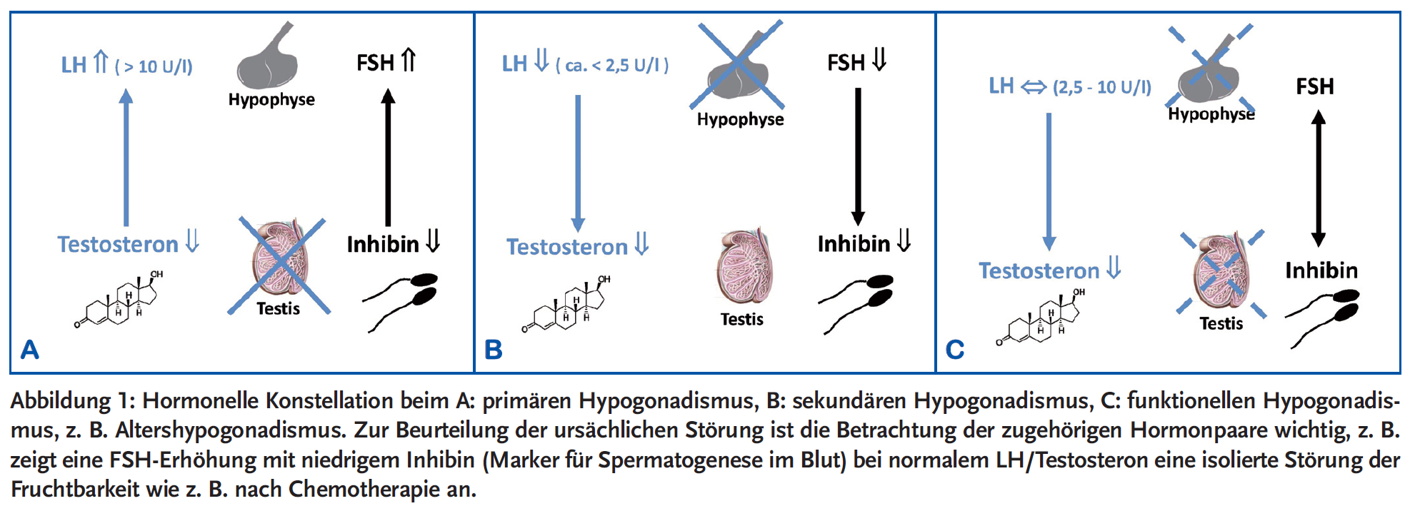 Abbildung 1: Hormonelle Konstellation.